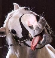 White horse against a dark background, wearing a black leather bridle. Mouth open. Tongue extended laterally. Eyes wide.